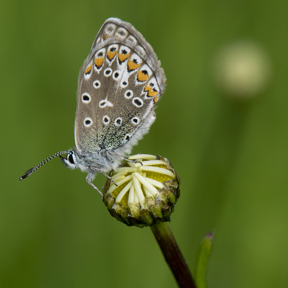 Hauhechel-Bläuling (Polyommatus icarus) auf Margerite