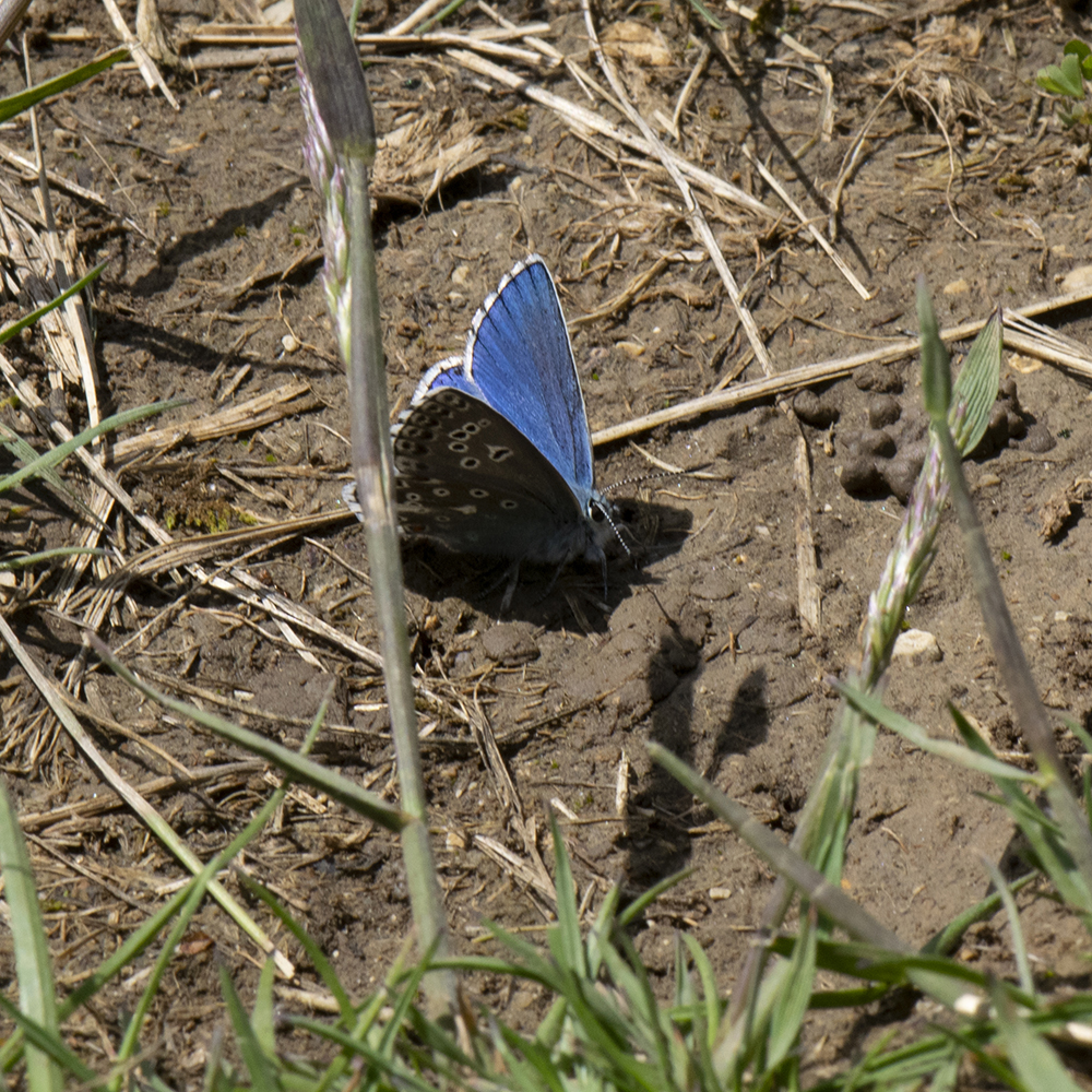 Himmelblauer Bläuling (Lysandra bellargus) auf Wiese