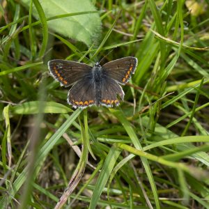 Kleiner Sonnenröschen-Bläuling (Aricia agestis) auf Wiese