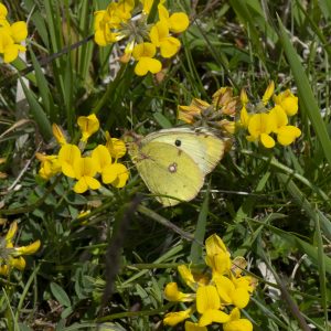 Gelbling (Colias alfacariensis/hyale) auf Gewöhlichem Hornklee