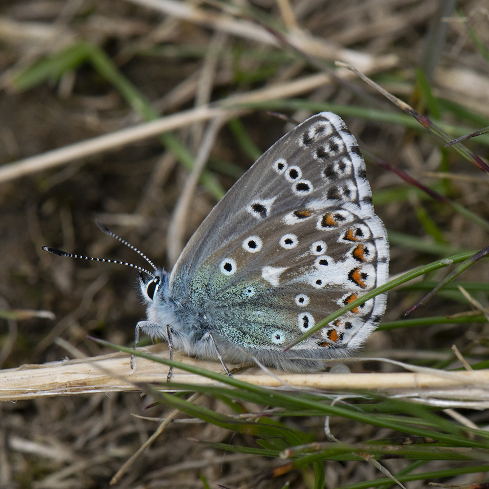 Himmelblauer Bläuling (Lysandra bellargus) auf Wiese