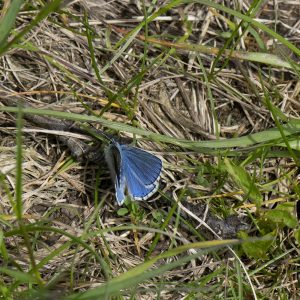 Himmelblauer Bläuling (Lysandra bellargus) auf Wiese