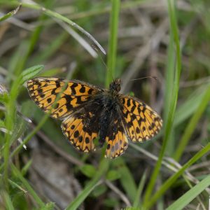 Magerrasen-Perlmutterfalter (Boloria dia) auf Wiese