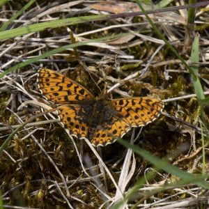 Magerrasen-Perlmutterfalter (Boloria dia) auf Wiese