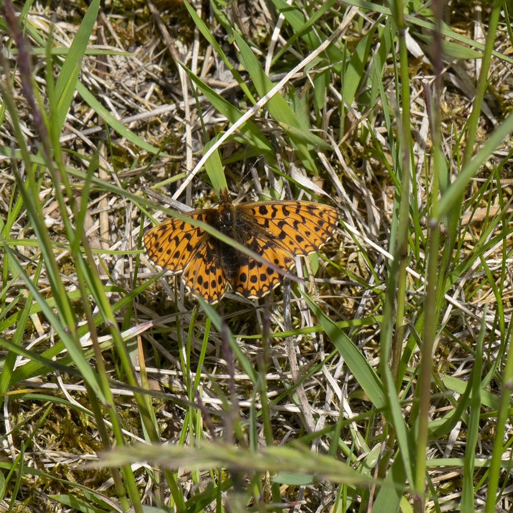 Magerrasen-Perlmutterfalter (Boloria dia) auf Wiese