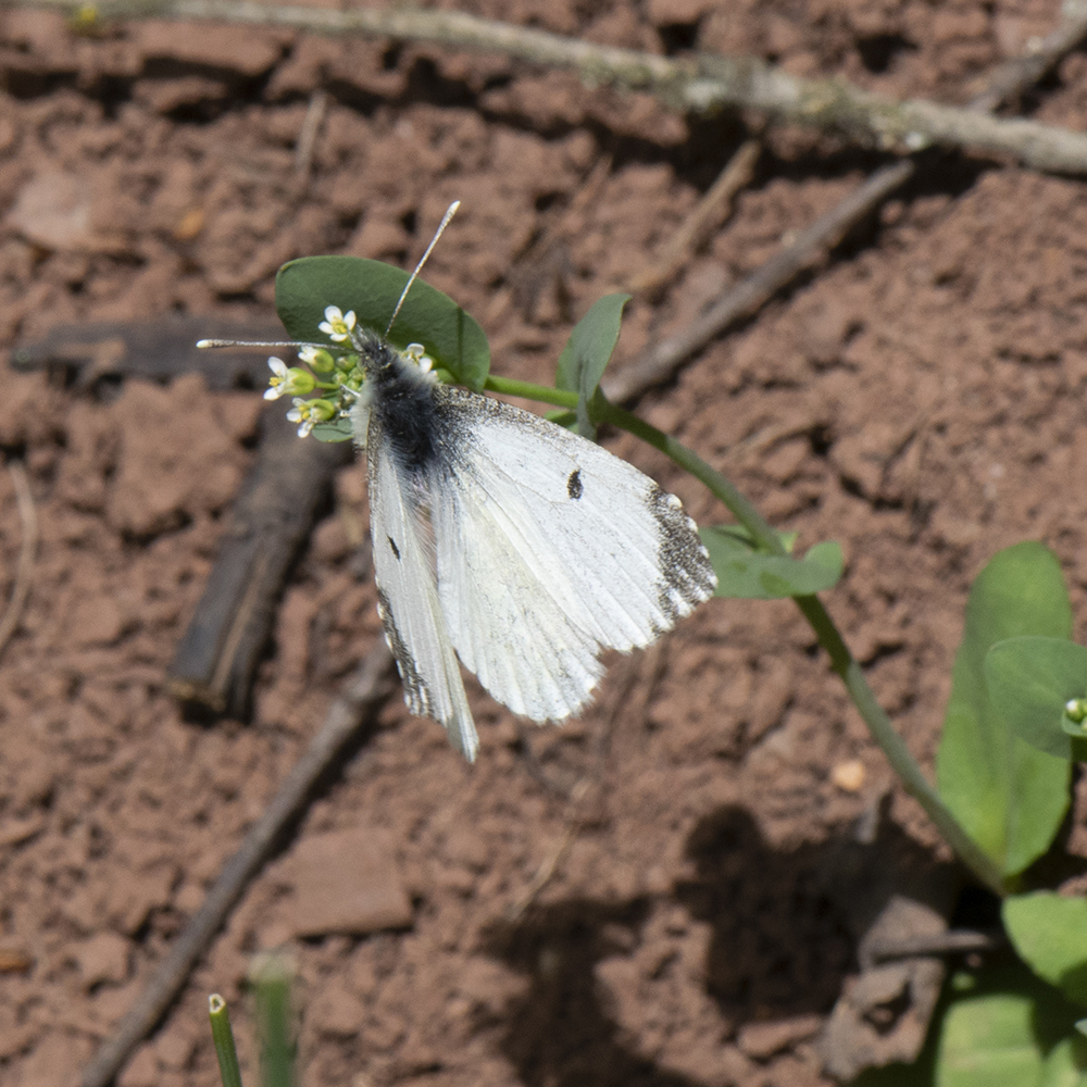 Aurorafalter (Anthocharis cardamines) auf Stängelumfassenden Hellerkraut