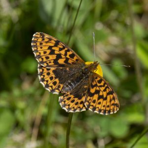 Magerrasen-Perlmutterfalter (Boloria dia) auf Hahnenfuß