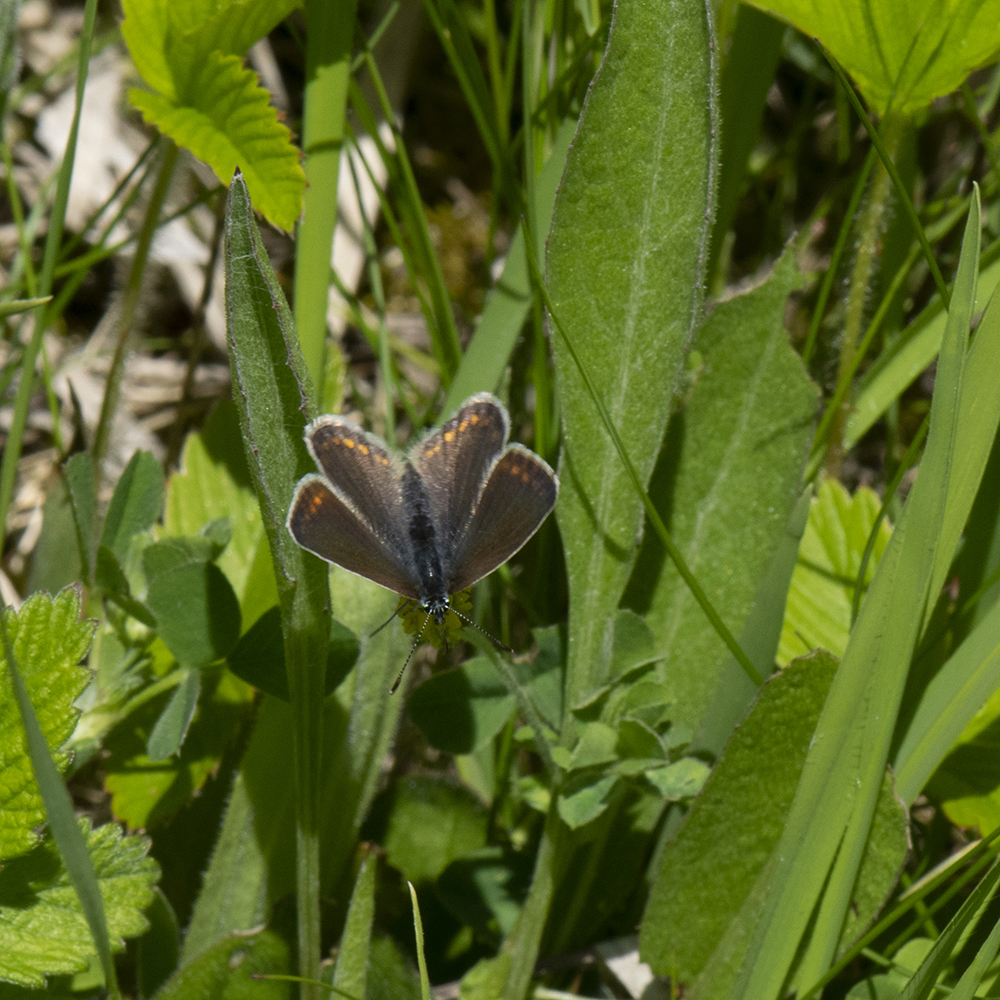 Hauhechel-Bläuling (Polyommatus icarus) auf Wiese