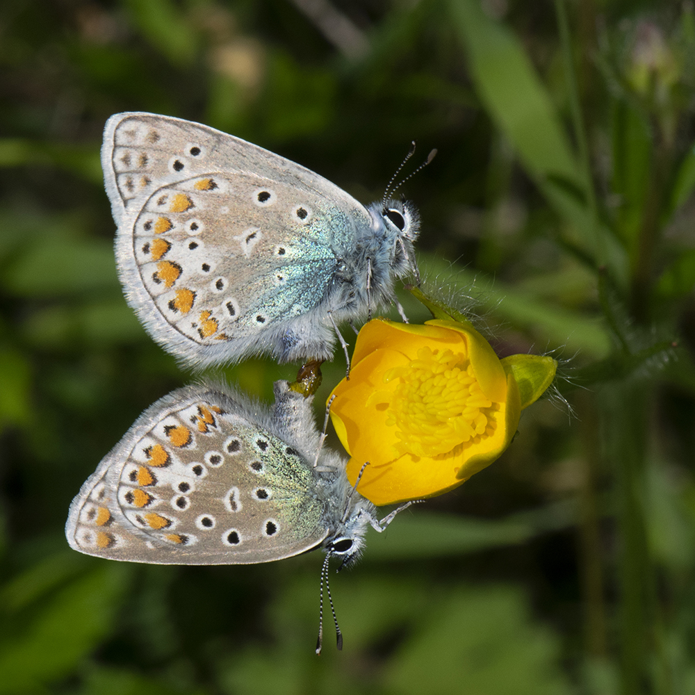 Hauhechel-Bläuling (Polyommatus icarus) auf Hahnenfuß