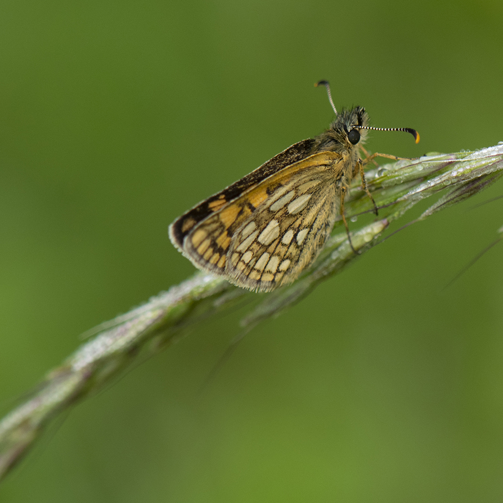 Gelbwürfeliger Dickkopffalter (Carterocephalus palaemon) auf Gras