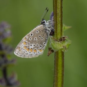 Hauhechel-Bläuling (Polyommatus icarus) auf Wiesensalbei