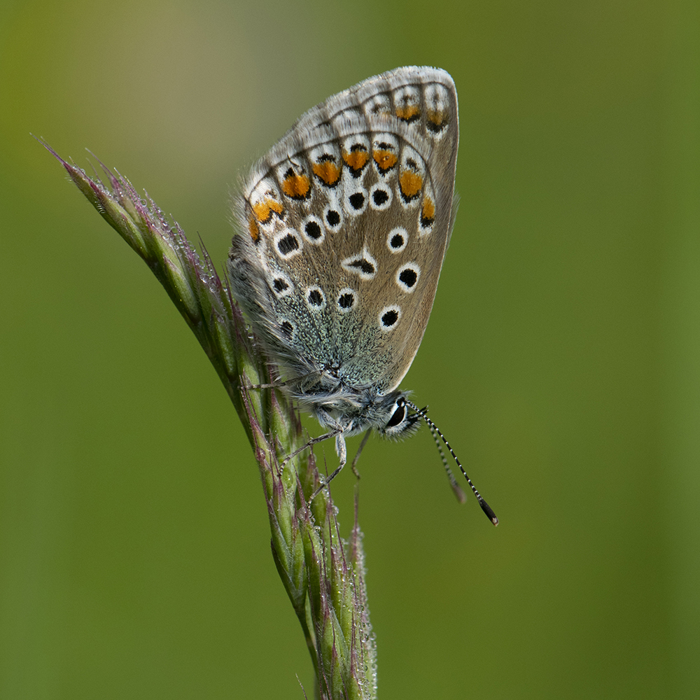 Hauhechel-Bläuling (Polyommatus icarus) auf Gras