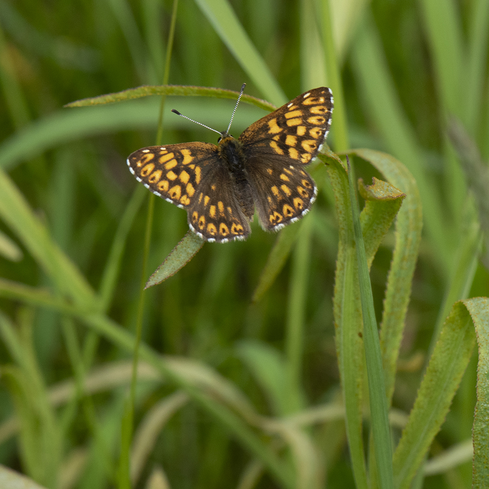 Schlüsselblumen-Würfelfalter (Hamearis lucina) auf Wiese