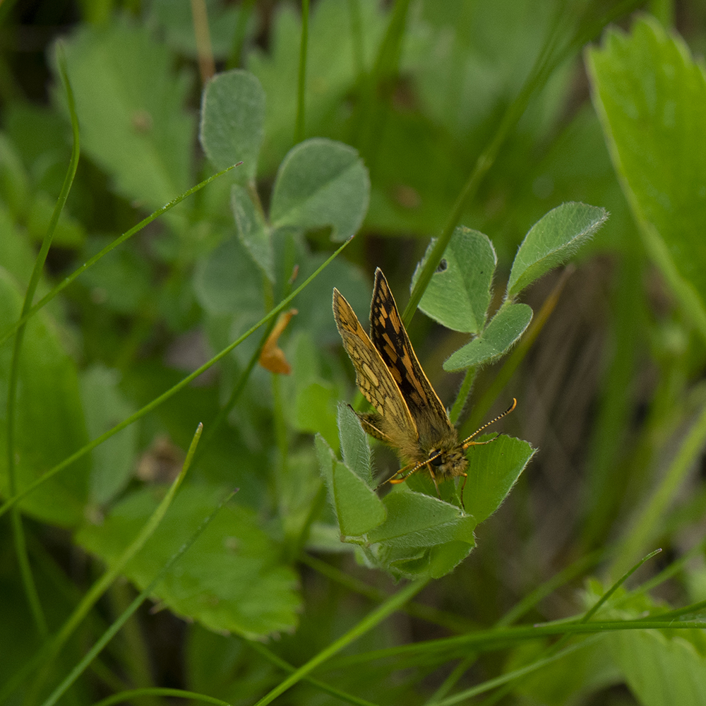 Gelbwürfeliger Dickkopffalter (Carterocephalus palaemon) auf Wiese