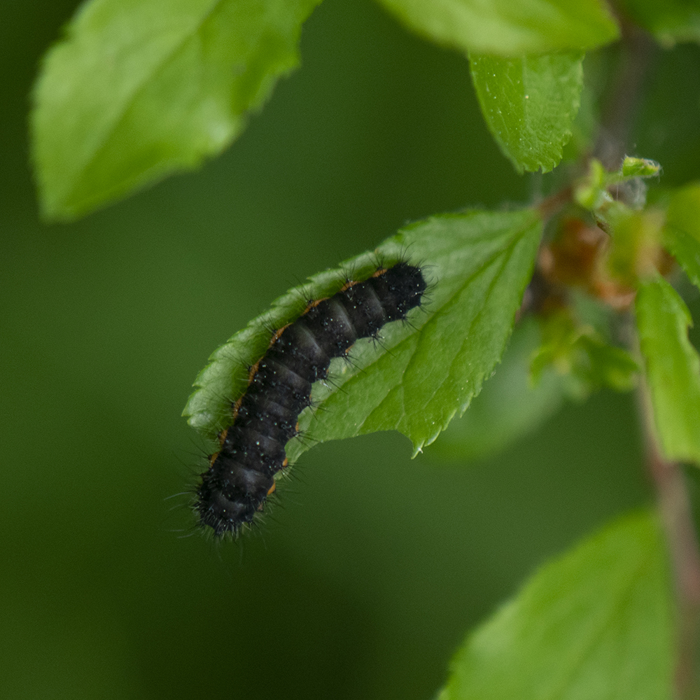 Kleines Nachtpfauenauge (Saturnia pavonia) Raupe auf Schlehe