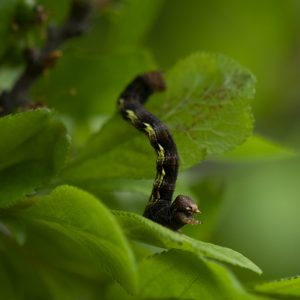 Großer Frostspanner (Erannis defoliaria) Raupe auf Schlehe