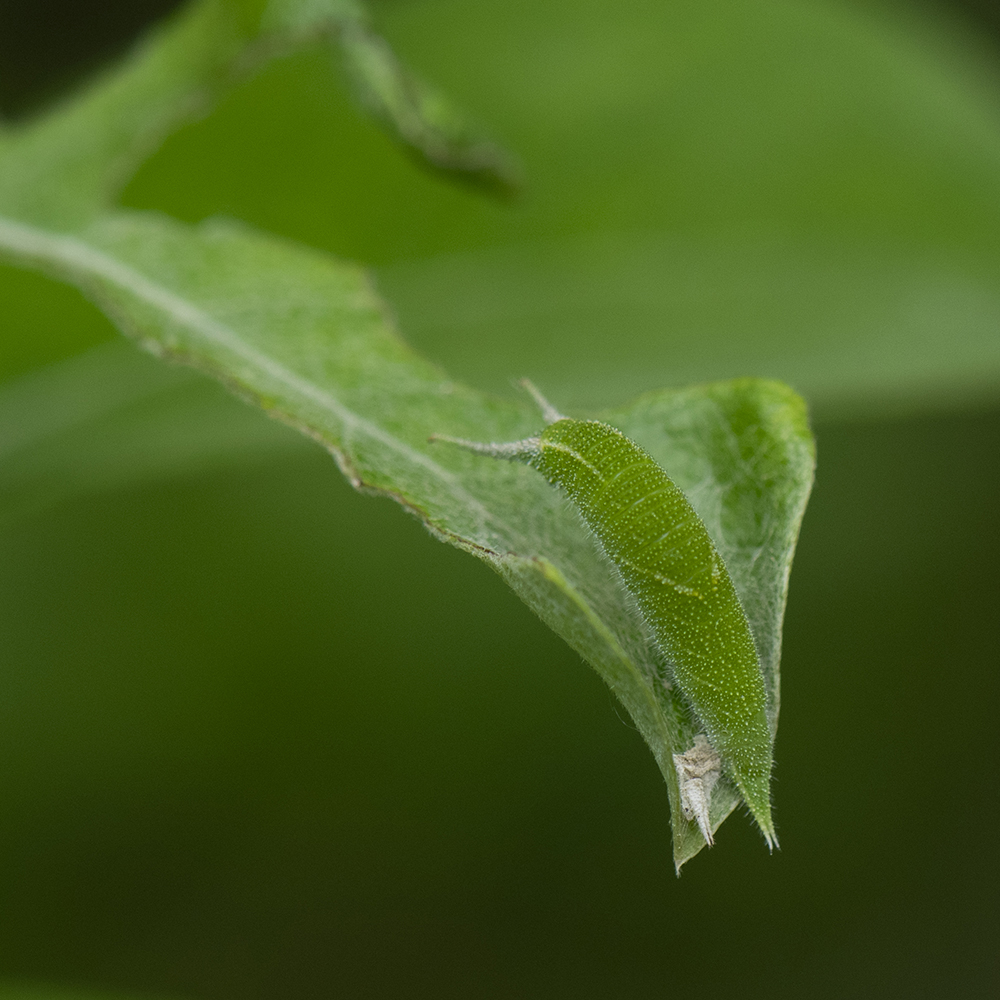 Großer Schillerfalter (Apatura iris) Raupe auf Salweide