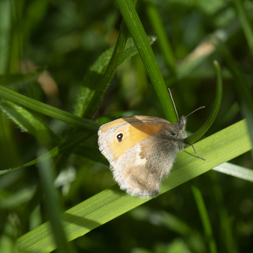 Kleines Wiesenvögelchen (Coenonympha pamphilus) auf Gras