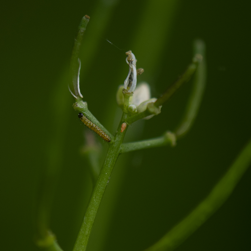 Aurorafalter (Anthocharis cardamines) Raupe auf Wiesenschaumkraut
