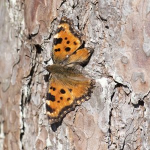 Nymphalis polychloros (Linnaeus, 1758) Großer Fuchs