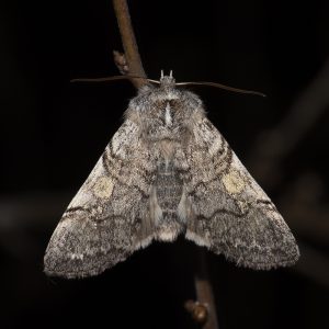 Achlya flavicornis (Linnaeus, 1758) Gelbhorn-Eulenspinner