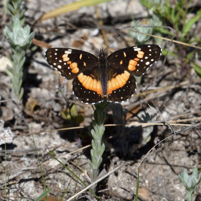 Chlosyne lacinia (Geyer, 1837) Bordered Patch
