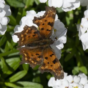 Polygonia c-album (Linnaeus, 1758) C-Falter