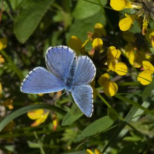 Lysandra bellargus (Rottemburg, 1775) Himmelblauer Bläuling