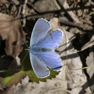 Lysandra bellargus (Rottemburg, 1775) Himmelblauer Bläuling