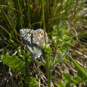 Lysandra bellargus (Rottemburg, 1775) Himmelblauer Bläuling