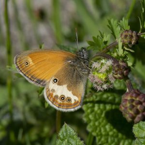 Coenonympha arcania (Linnaeus, 1761) Weißbindiges Wiesenvögelchen