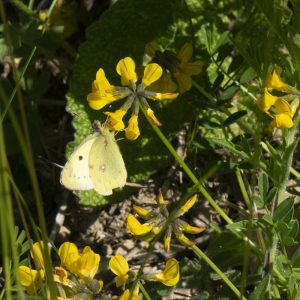 Colias alfacariensis (Ribbe, 1905) / hyale (Linnaeus, 1758), Gelbling