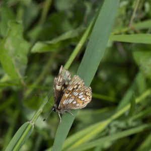 Hamearis lucina (Linnaeus, 1758) Schlüsselblumen-Würfelfalter