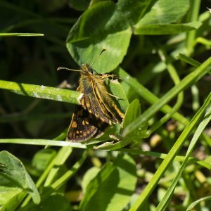 Carterocephalus palaemon (Pallas, 1771) Gelbwürfeliger Dickkopffalter