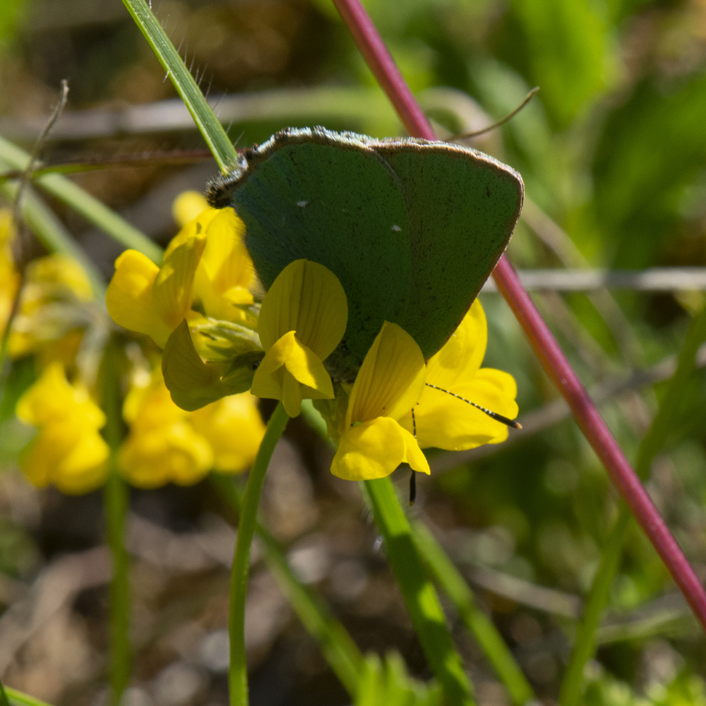 Callophrys rubi (Linnaeus, 1758) Grüner Zipfelfalter