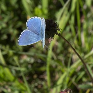 Lysandra bellargus (Rottemburg, 1775) Himmelblauer Bläuling