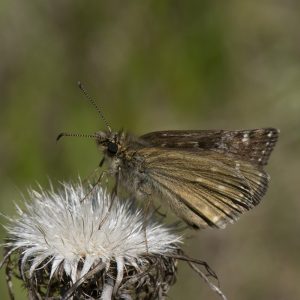 Erynnis tages (Linnaeus, 1758) Kronwicken-Dickkopffalter