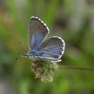 Lysandra bellargus (Rottemburg, 1775) Himmelblauer Bläuling