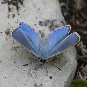 Lysandra bellargus (Rottemburg, 1775) Himmelblauer Bläuling