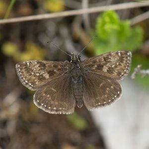 Erynnis tages (Linnaeus, 1758) Kronwicken-Dickkopffalter