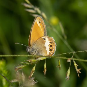 Coenonympha arcania (Linnaeus, 1761) Weißbindiges Wiesenvögelchen