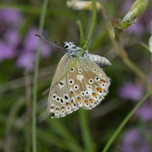 Lysandra bellargus (Rottemburg, 1775) Himmelblauer Bläuling