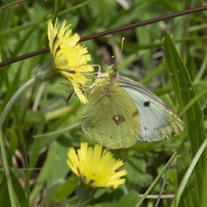 Colias alfacariensis (Ribbe, 1905) / hyale (Linnaeus, 1758), Gelbling