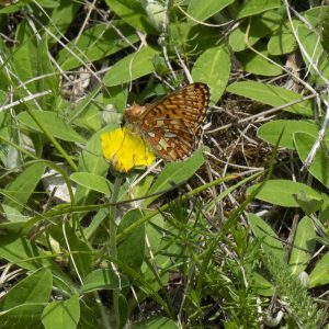 Boloria euphrosyne (Linnaeus, 1758) Silberfleck-Perlmuttfalter