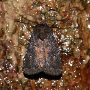 Rusina ferruginea (Esper, 1785) Dunkle Waldschatteneule