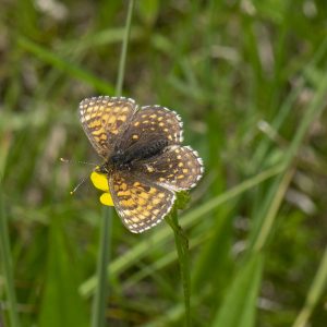 Melitaea athalia (Rottemburg, 1775) Wachtelweizen-Scheckenfalter, Gemeiner Scheckenfalter