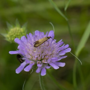 Nemophora metallica (Poda, 1761) Witwenblumen-Langhornfalter