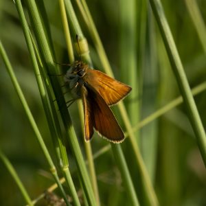 Thymelicus lineola (Ochsenheimer, 1808) Schwarzkolbiger Braundickkopffalter