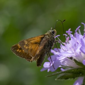 Ochlodes sylvanus (Esper, 1777) Rostfarbiger Dickkopffalter