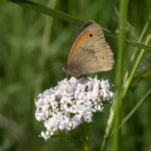 Maniola jurtina (Linnaeus, 1758) Großes Ochsenauge